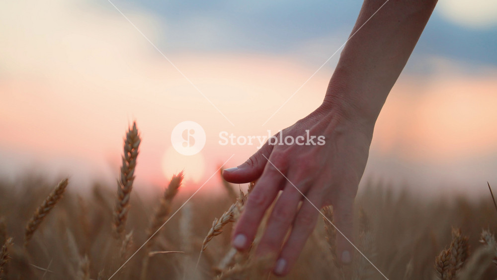 Save nature, woman stroking golden wheat ears, closeup of hand, walk in fields. Calm rural life and summer in countryside, unity with nature