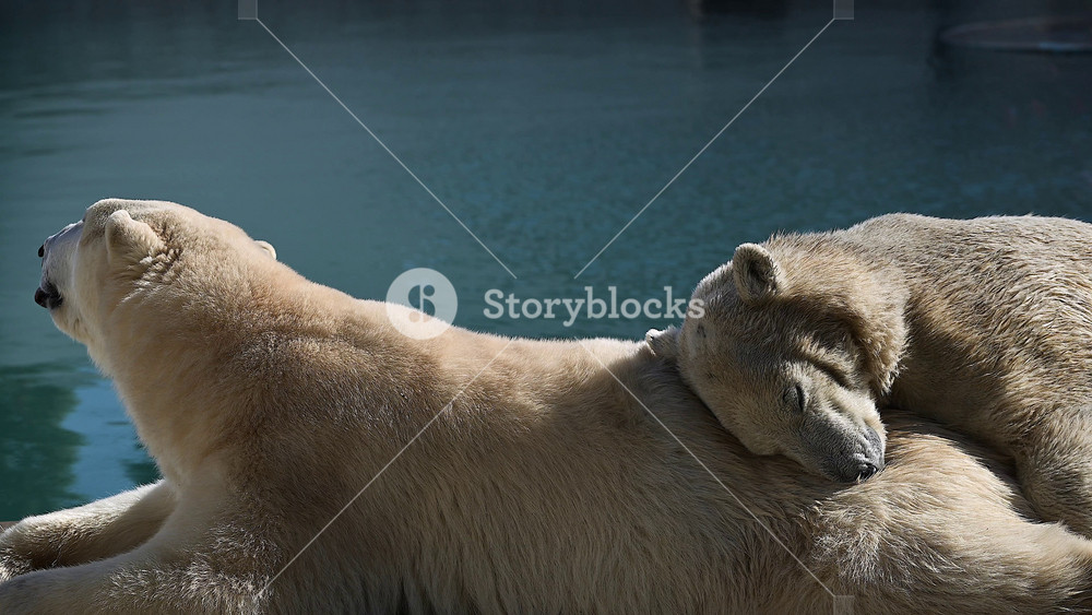 Beautiful Portrait footage of female Polar bear and her polar bear cub in nature landscape near cold water of ocean, eat raw meat after in