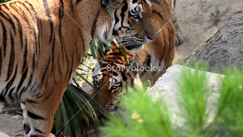 Experience the majestic beauty of a tiger family interacting near a river in the jungle, capturing their grace and natural habitat in