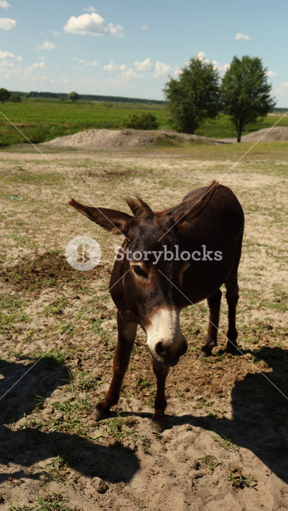 Donkeys are standing close together in the safari park. They are exploring their surroundings in the warm sunlight. Vehicles are parked in the background as trees offer some shade.
