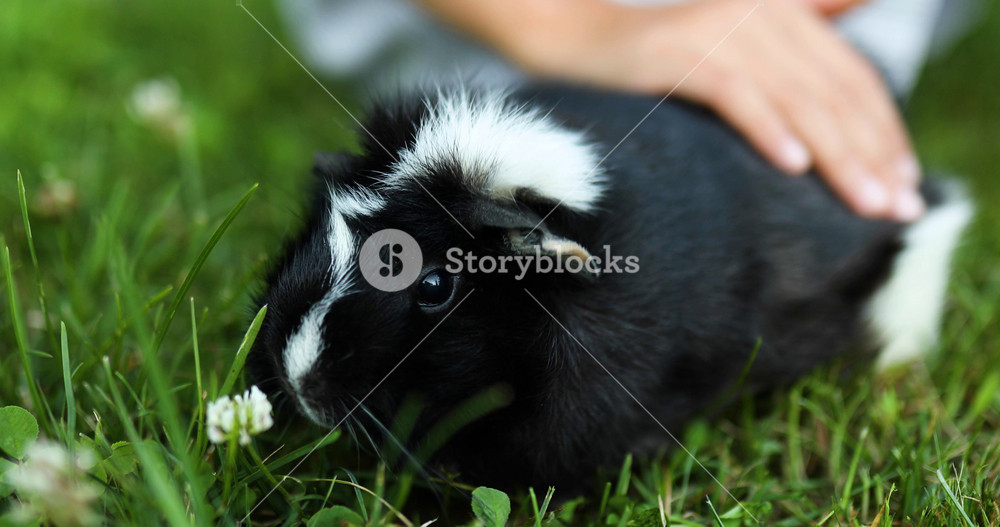 A little girl play with Black Guinea pig sitting outdoors in summer, Pet calico guinea pig grazes in the grass of his owner's backyard, love pets