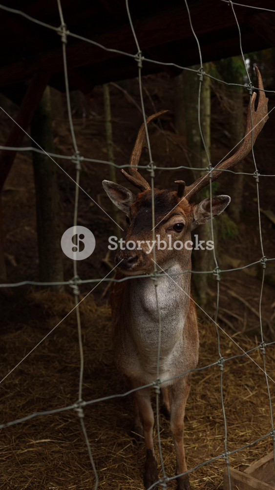 A deer stands calmly by a wooden fence in a forest area. The light is soft as the day moves into late afternoon. The deer looks around while staying close to the fence.