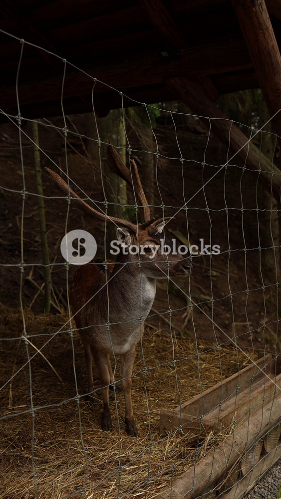 A deer stands calmly by a wooden fence in a forest area. The light is soft as the day moves into late afternoon. The deer looks around while staying close to the fence.