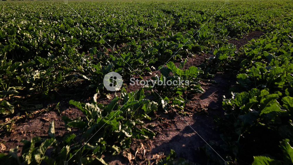 Aerial view of beet rows field in agricultural landscape in Ukraine, harvest sugar beet on the field, Organic food drone view, beautiful landscape