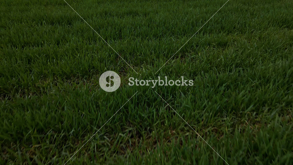 Aerial view of fields in the countryside, Beautiful agricultural landscape of green early spring field with grass, drone.