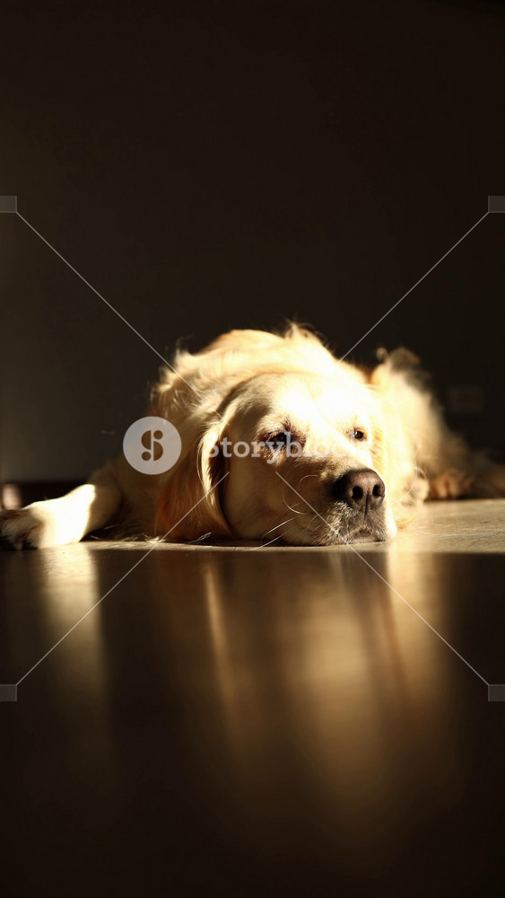 A golden retriever lays comfortably on a shiny wooden floor, enjoying warm sunlight streaming into the room in the late afternoon. Its expression is calm and peaceful.