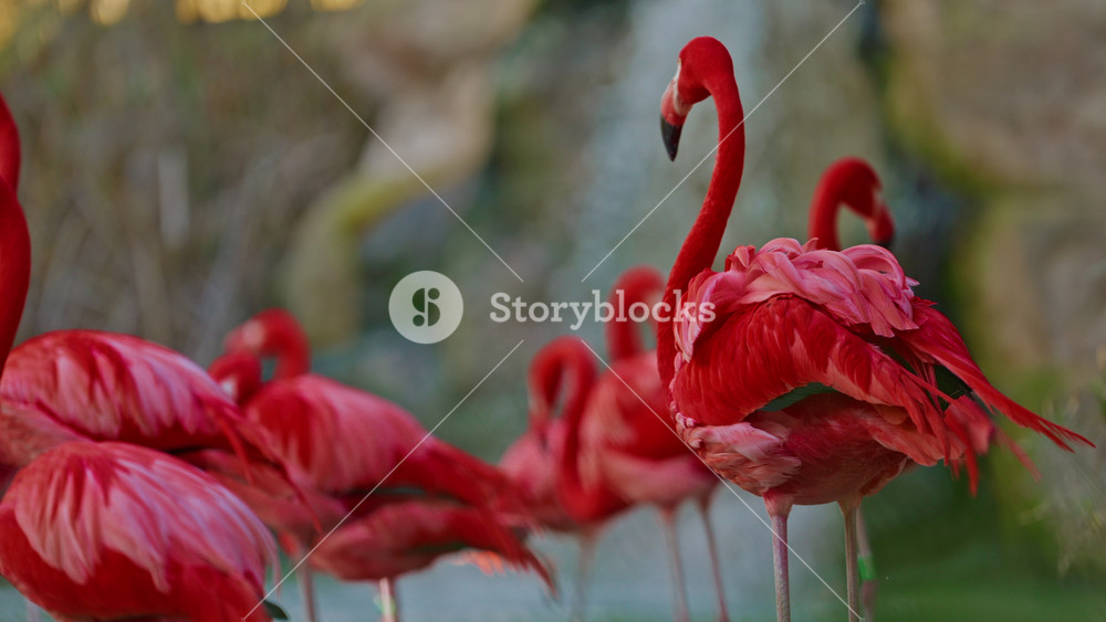 Close up of a bright colorful red American flamingo. This close up video shows a detailed view. Beautiful pink background with pink birds