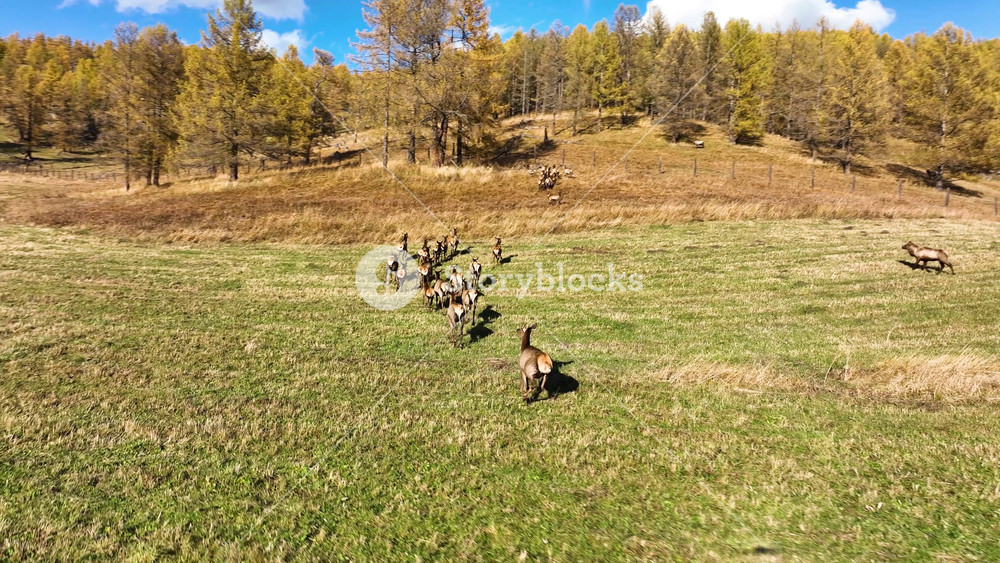 An aerial view of a herd of brown deer running across a large, lush green field on a sunny day, with a wooden fence and an autumn forest in the background