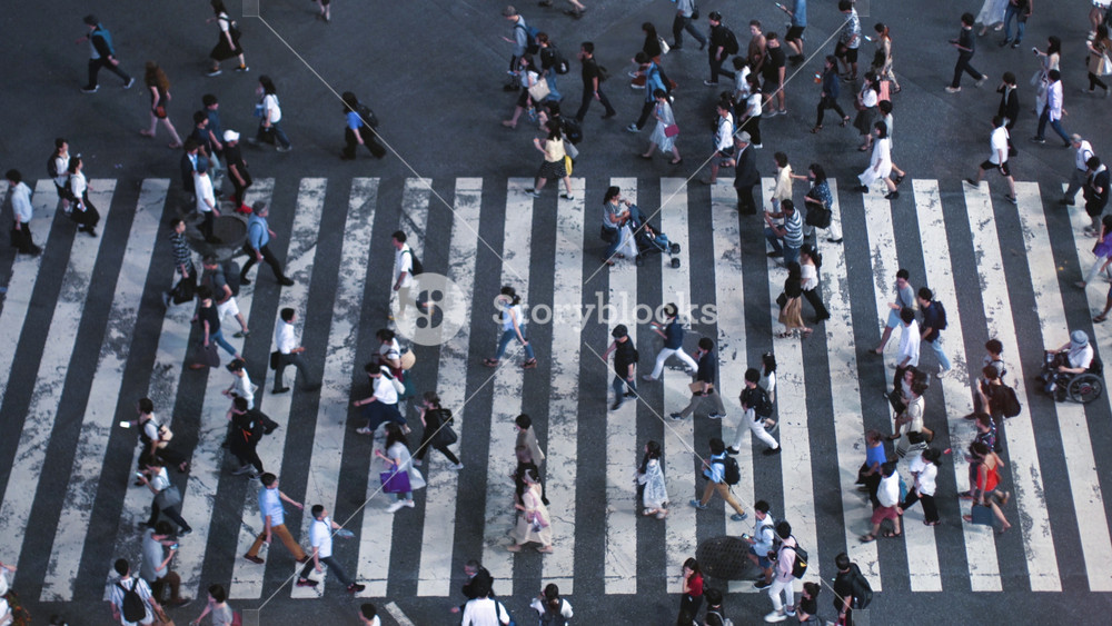 Accelerated High Angle Top Down Shot of the People Walking on Pedestrian Crossing of the Road. Big City Crosswalk in the Evening. With Polite Pedestrians and Drivers.