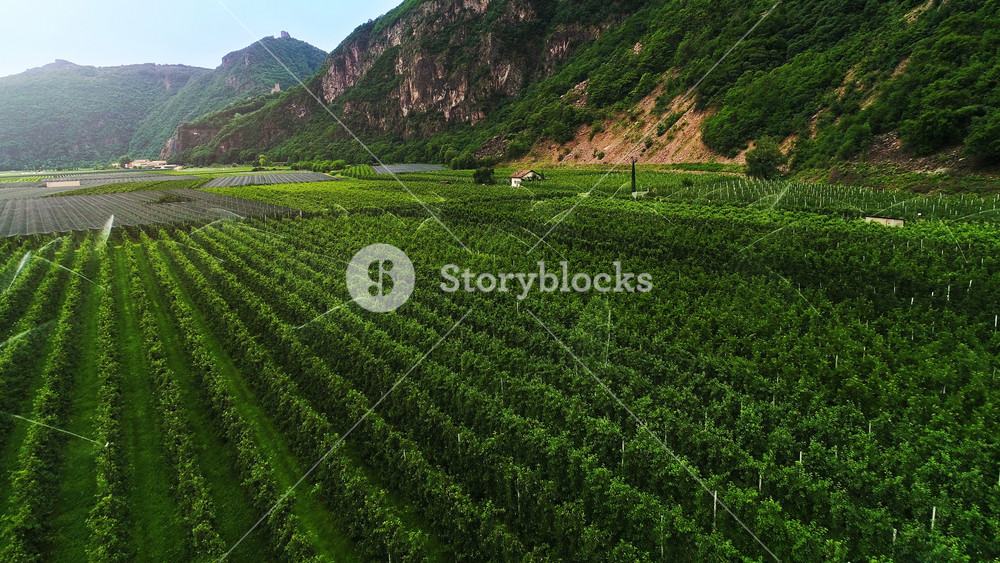 Aerial Shot of Beautiful Vineyards with Grape Bushes Carefully Covered with a Net for Protection and are Irrigated with Sprinklers. Vineyards Stretch at the Root of the Mountains. Amazing Scenic View.