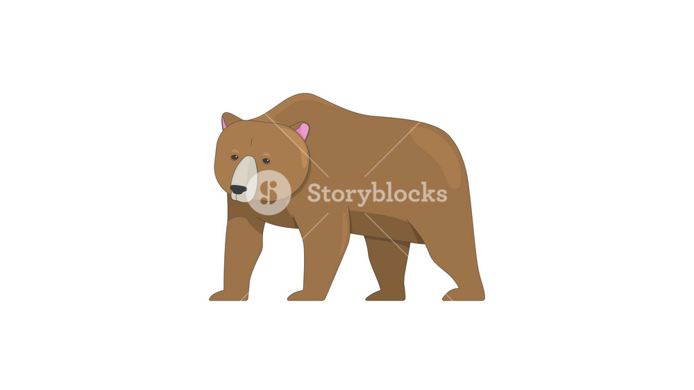 Large brown bear forest animal standing 2D character animation. Grizzly mammal. Woodland wildlife. Wild creature. Nature wildlife animated creature cartoon 4K video isolated on white transparent