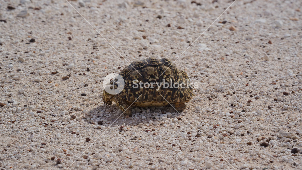 Small leopard tortoise with marked shell walking on dry gravel of natural park in Africa, wildlife and conservation in natural habitat