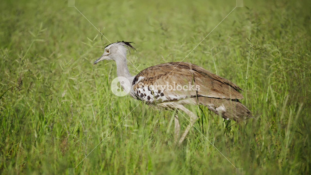Kori bustard, heaviest flying bird, walking in tall green grass of African savannah, showing distinctive plumage and long neck in natural