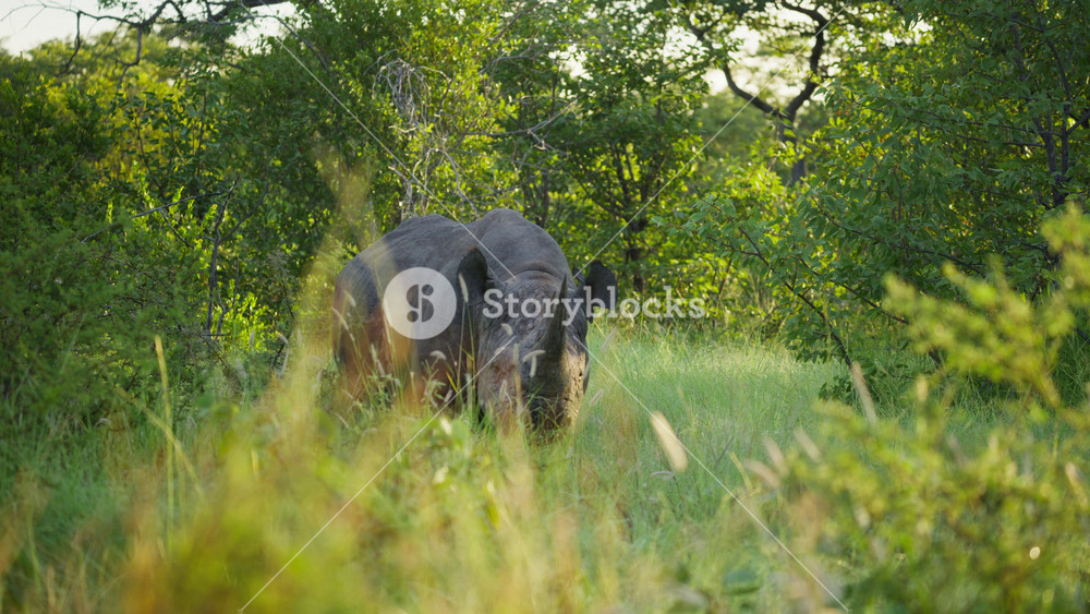 Black rhinoceros eating grass in Namibian national park, wild animal is an endangered species walking in the middle of nature in natural