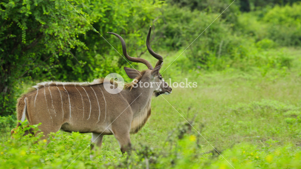 Greater kudu with big horns and white stripes walking in green forest in Botswana, wild male antelope in jungle of Africa, herbivore animal