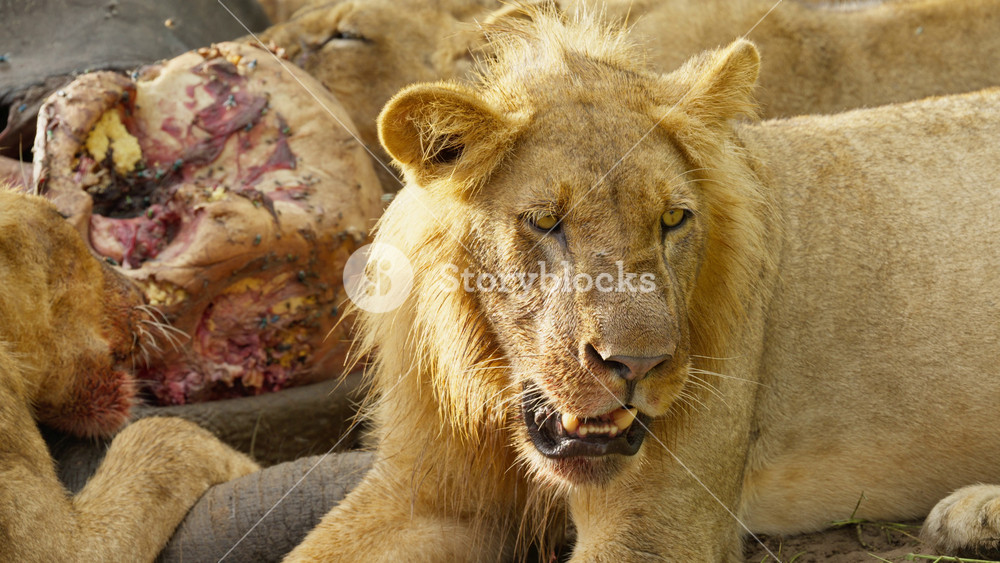 Male lion in Botswana resting next to carcass while eating with pride, showing signs of weariness and exhaustion after successful but