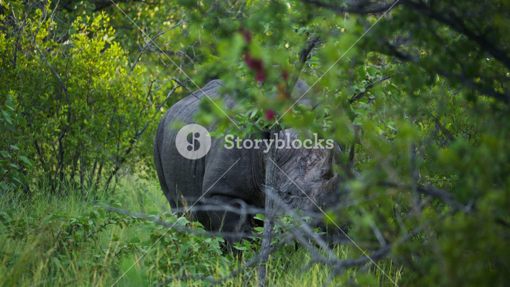Black rhino walking away and disappearing into lush green african bush in national park, showcasing wildlife conservation and animal's