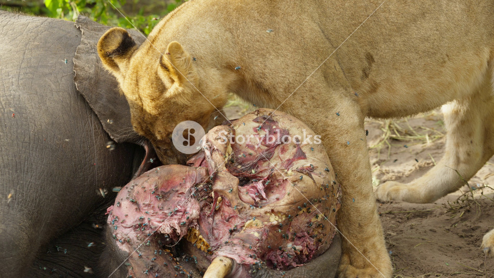 Young lioness eating an elephant carcass in wild savanna of Africa, scavenging on remains of dead animal with flies swarming around bloody