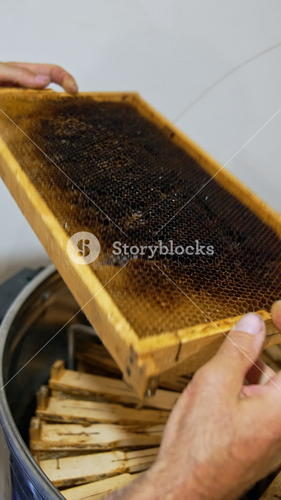 Beekeeper takes the frame out of the centrifuge and carefully looks at it. Apiarist harvesting honey at his farm. Vertical video