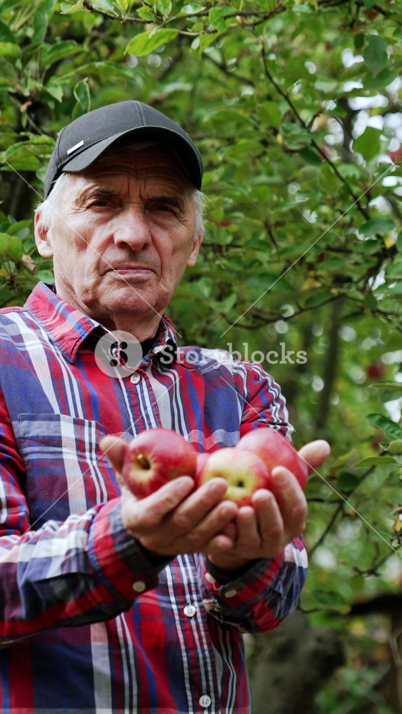 a tractor with a trailer is exporting apples near wooden boxes with harvest of apples on the territory of apple orchard. Aerial view. Vertical video