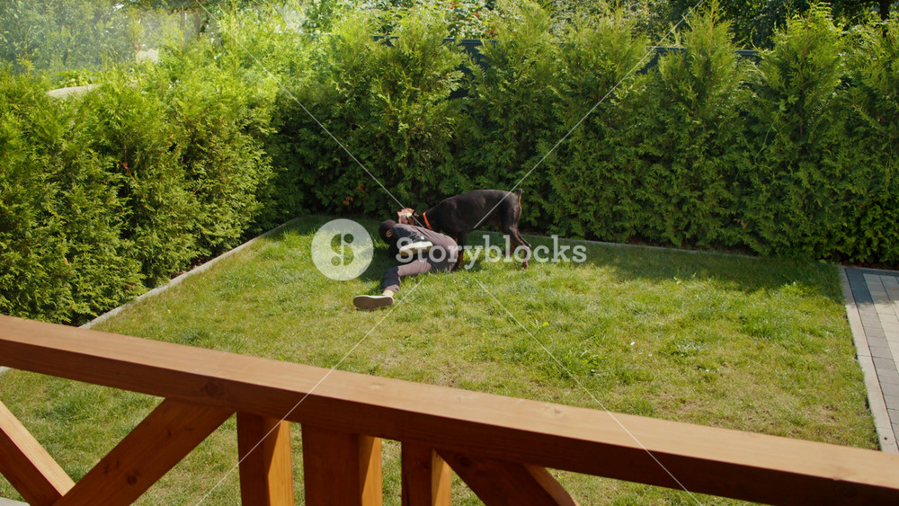 A Burglar Attempts to Escape During the Day, but Is Quickly Caught by a Guard Dog Protecting the Property. Highlights the Role of Dogs in