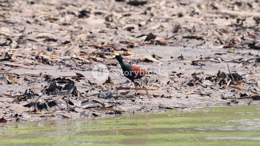 Majestic northern jacana, a tropical wader, meticulously searching for food along the muddy riverbank in the Sierpe mangrove forest