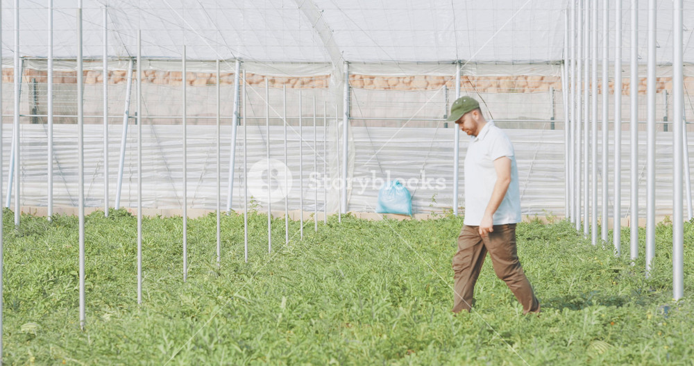 Experienced farmer walking through greenhouse, carefully monitoring watermelon crops and ensuring optimal plant health and growth conditions