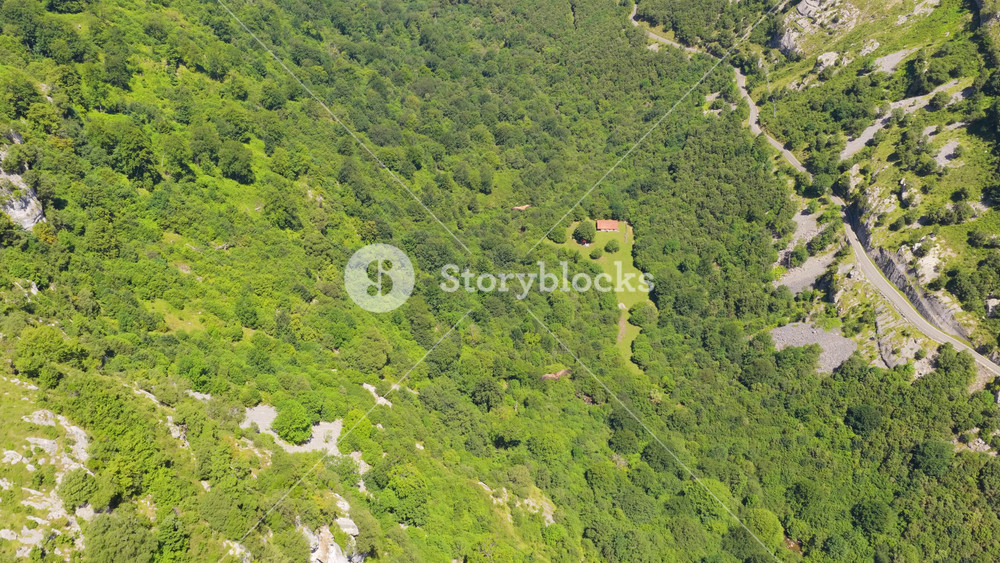 Majestic griffon vultures soaring high above a lush green forest and a solitary house in the mountains of crete, greece on a sunny day