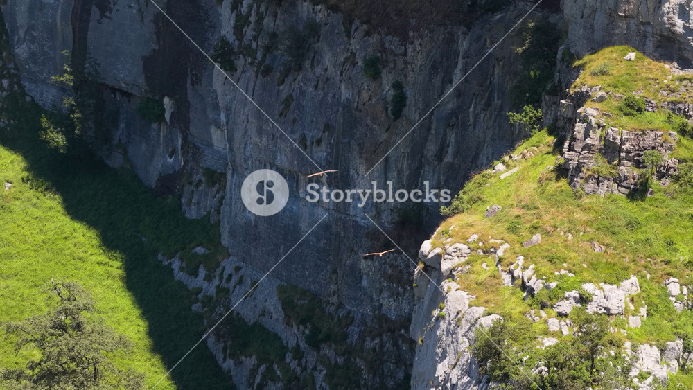 Majestic griffon vultures gliding gracefully in front of a steep rocky cliff. Soaring birds of prey in their natural mountain habitat in