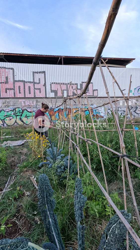 Young gardener caring for tuscan kale in a city farm. Sustainable agriculture and local food production in an urban environment with