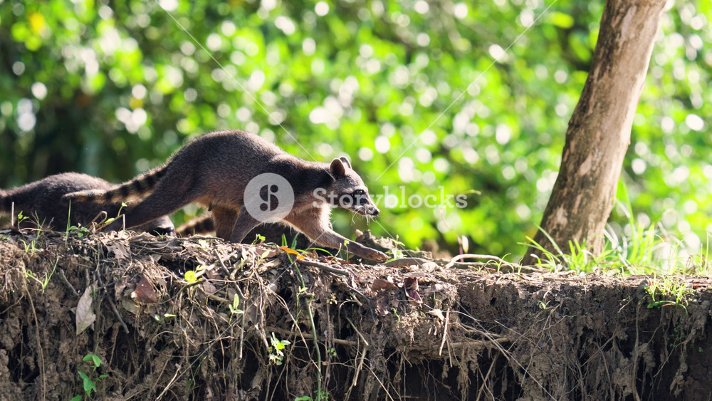 Wild crab-eating raccoon family walking on a muddy riverbank in the lush Sierpe mangrove forest. Mother leading her curious young cubs