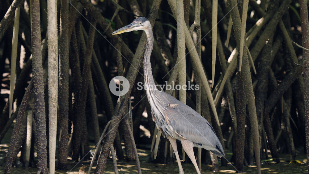 Majestic great blue heron carefully stalking prey among the intricate roots of a lush mangrove swamp in Sierpe, Costa Rica