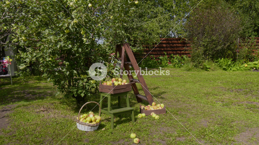 Full no people shot of apple tree in yard of country home, wooden ladder, fresh organic homegrown ripe fruit in wicker basket and wooden crates, peaceful harvest scene on sunny summer day