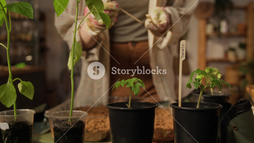 Midsection shot of unrecognizable woman wearing gardening gloves inserting wooden labels into seedling pots with tomato and pepper plants. For promoting sustainable living or urban farming tutorials