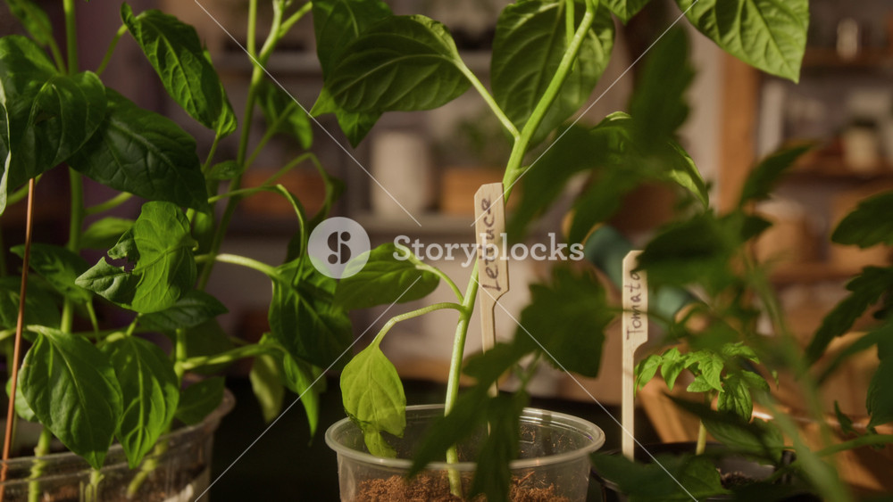 No people shot of vegetable seedlings growing in plastic cups with wooden labels indoors. For home gardening tutorials, sustainable living promotions, or agricultural business advertisements
