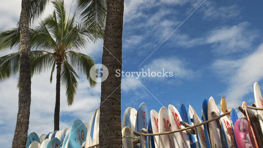 HONOLULU, UNITED STATES OF AMERICA - AUGUST 5 2015: close up of coconut palm and a number of rental surfboards at waikiki, hawaii