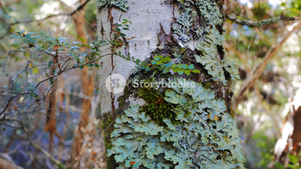 close up tilt up of green lichen growing on a beech tree in the temperate rainforest of tasmania's cradle mountain national park