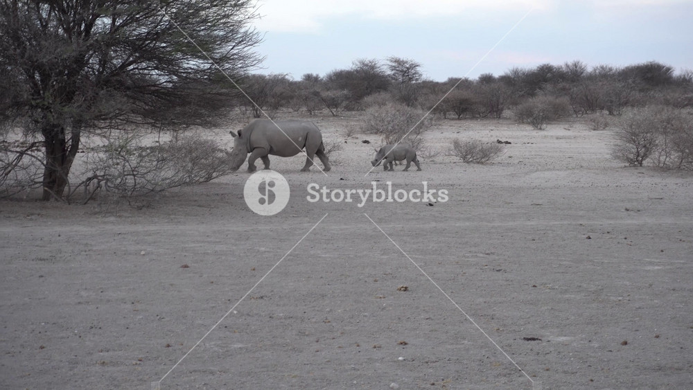 Full shot of Rhino And calf walking Behind acacia trees, African wildlife game reserve, tourism in Southern African national park