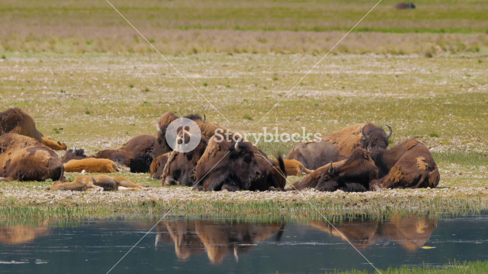The American bison or simply bison, also commonly known as the American buffalo or simply buffalo, is a North American species of bison that once roamed North America in vast herds