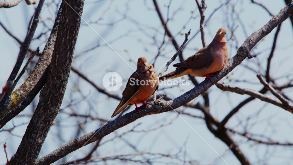 Closeup of mourning doves (Zenaida macroura) two birds sitting perched, scared flying away from oak tree branch in colorful autumn with fall yellow orange foliage in Northern Virginia