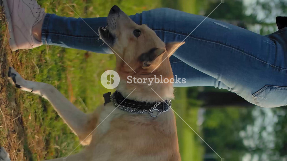 A dog free of a leash is walking next to its unrecognizable mistress. Low angle steadicam shot. Summer evening in city park. A loyal outbred pet next to its girl owner. Vertical shot.