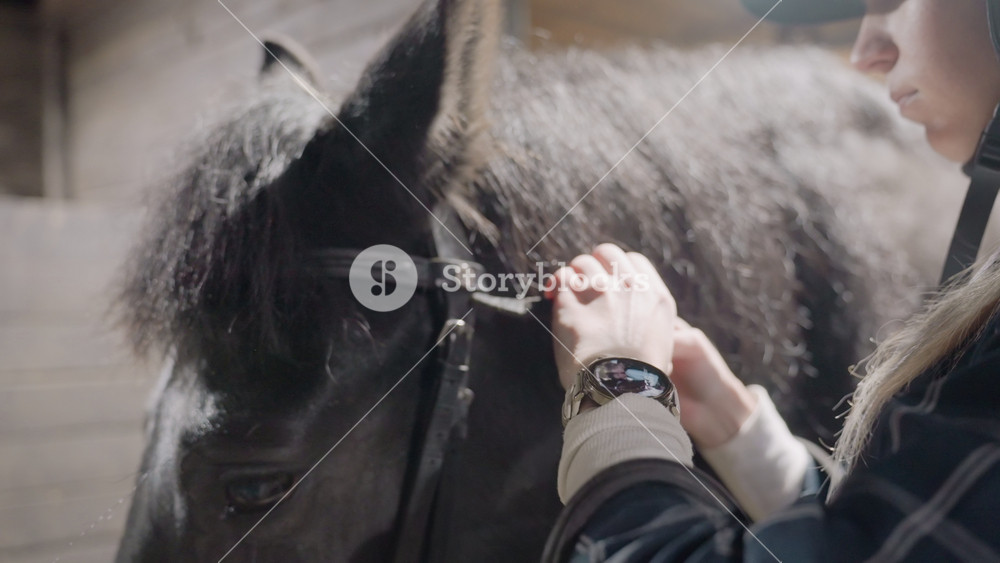 Woman adjusting bridle on black horse closeup hands fastening buckles, leather straps, watch on wrist, concentrated ritual of tack fitting