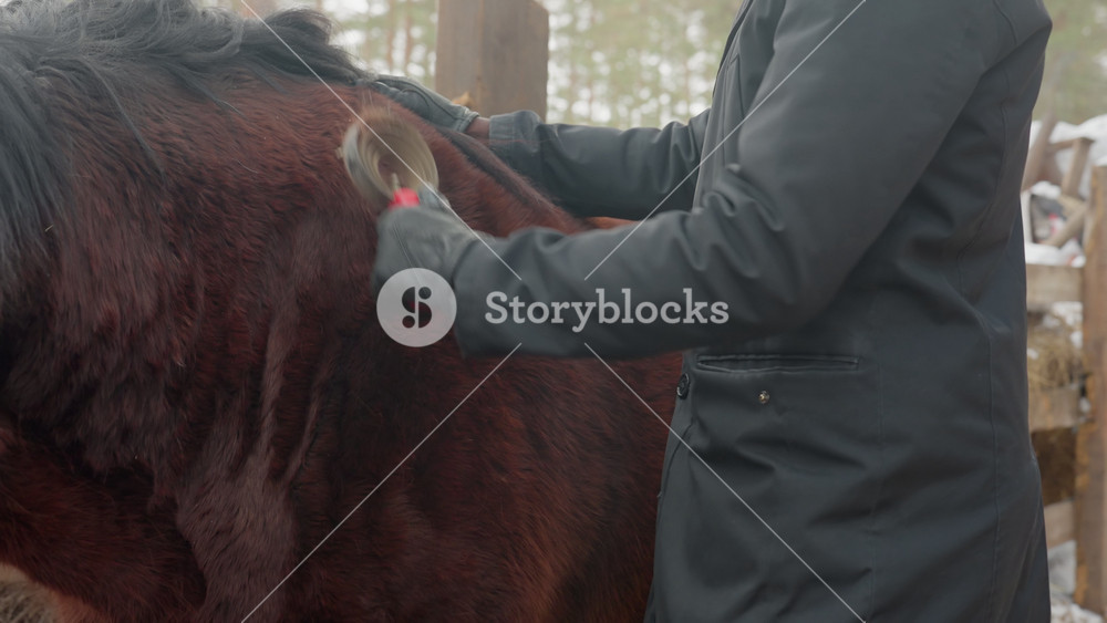equine massage in outdoor stable, patient horse calmly being groomed outdoors in stable setting, closeup of horse receiving care while