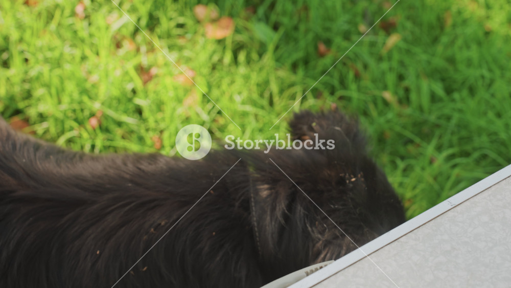 Black dog near camping tent exploring green grass, closeup of black fur with small leaves, curious gaze toward tent opening, persons sleeve