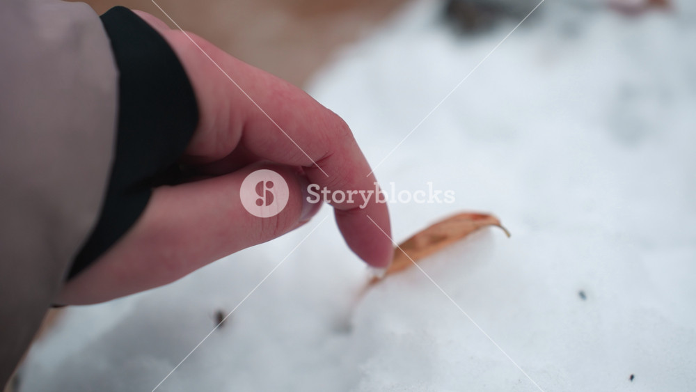 Close-up of woman hand in winter outfit pressing into soft snow on wooden surface, dry leaf rests on the snow, adding contrast to the frozen