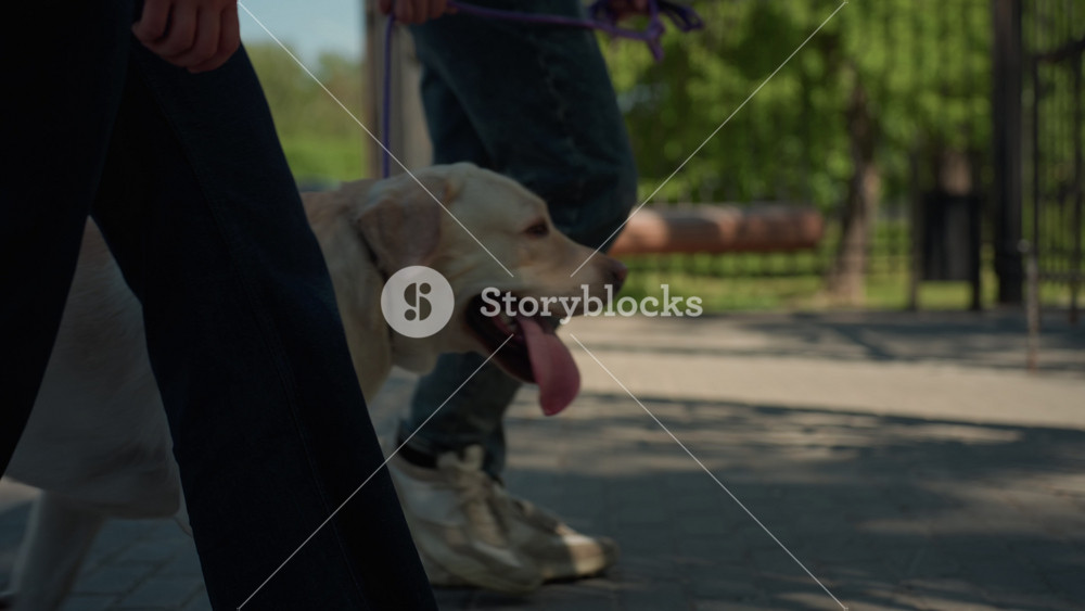 labrador rests near owner, sunny day with playful dog nearby, labrador dog relaxes on warm summer park pavement, puppy panting beside owner