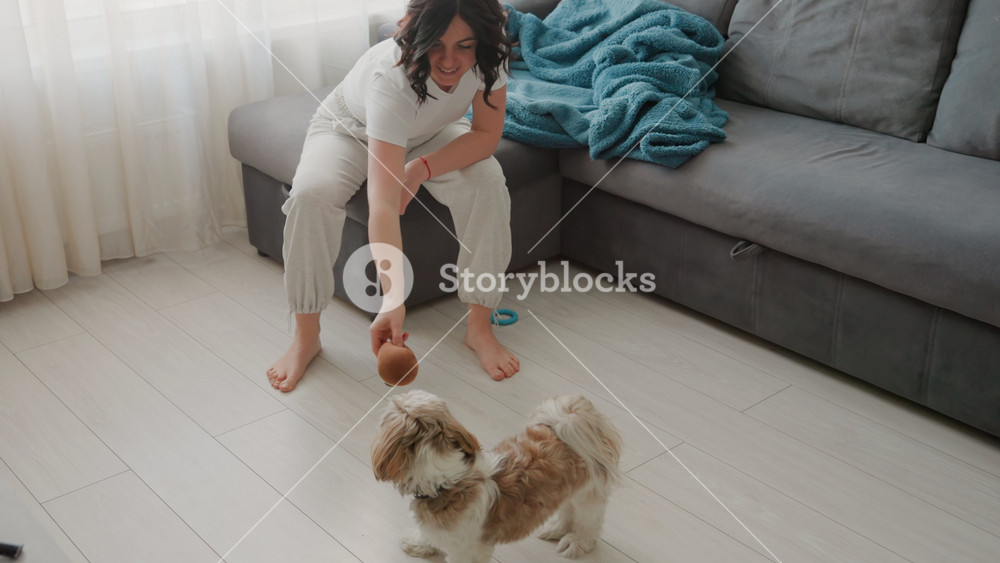 Pregnant woman playing with small dog on wooden floor in bright living room, sitting on couch barefoot, tossing soft toy to eager terrier