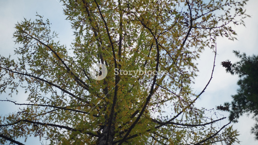 Scenic view of green tree with vibrant autumn leaves, showcasing the beauty of nature against a clear sky with soft branches and bright