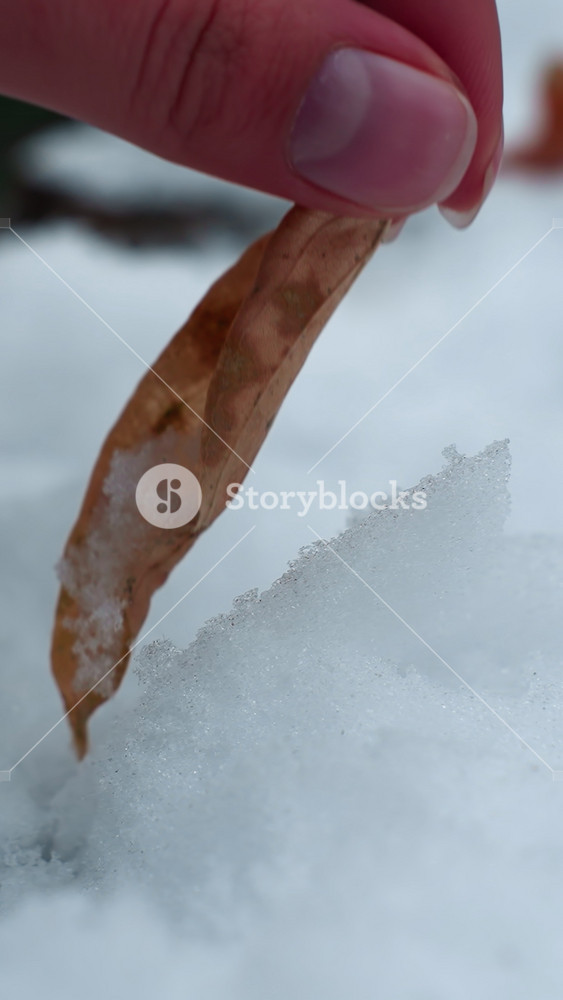 Close-up of person hand gently releasing a dry leaf onto frozen ice, the delicate motion contrasts the warmth of human touch with the cold