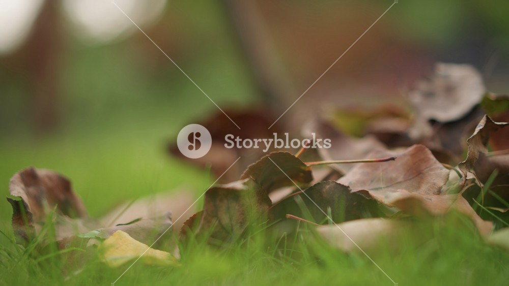 Dew on dry autumn leaves. Serene scene of frostbitten leaves and misty countryside atmosphere. Peaceful depiction of withered leaf debris